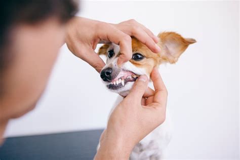 Cachorro T Rtaro O Que Causas Como Prevenir E Tratamento