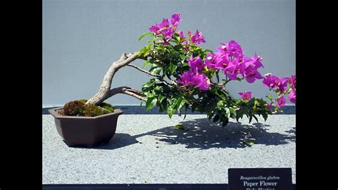 Bougainvillea Glabra Bonsai Flowering Bonsai Tree Youtube