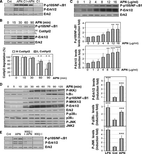 Ikk P Nf Cot Tpl Mkk Mediates Erk Activation In Macrophages