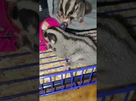 Makan Malam Kesukaan Sugar Glider Youtube