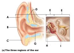 Anatomy Of The Ear Flashcards Quizlet