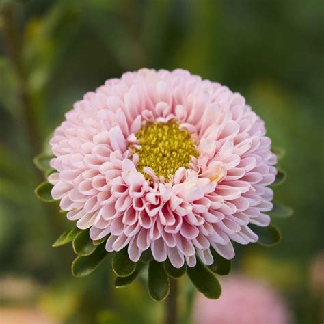 China Aster Seeds - Matsumoto Apricot | Flower Seeds in Packets & Bulk