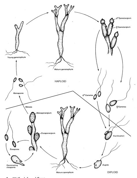 Biology 318g