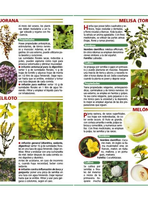 Las Plantas Y Sus Propiedades Curativas Editorial Occidente