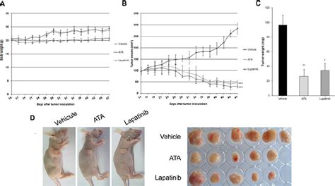 Effect Of Ata On Mda Mb 453 Xenograft Tumor Growth Mda Mb 453 Cells 2