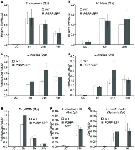 Antimicrobial Peptide Gene Expressions In PGRP SB1 2 Mutant Flies After