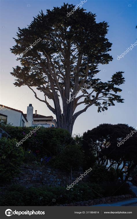 Tree Silhouette Blue Sky Background — Stock Photo © flowertiare #311864814