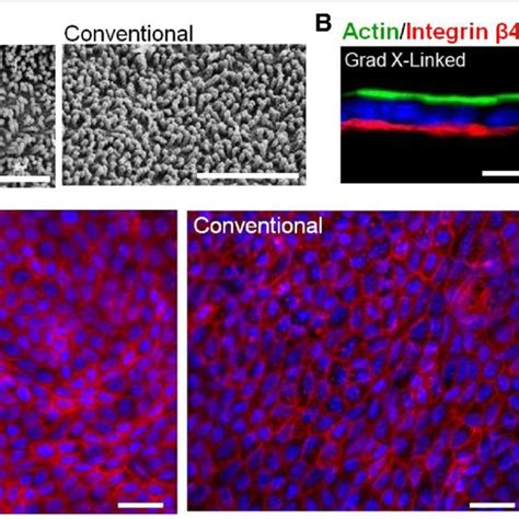 Characterization Of Confluent Monolayer Cultures A Electron Microscopy