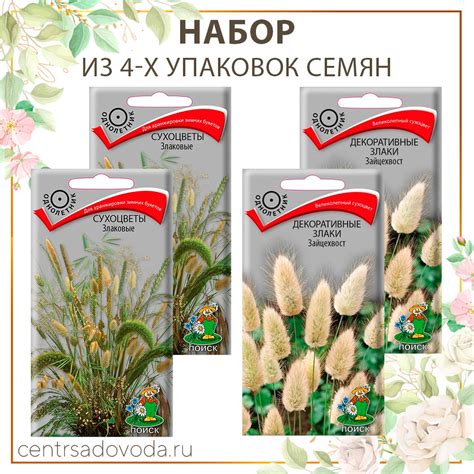 Декоративные Злаки Фото — Картинки фотографии