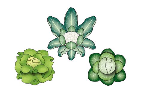 how to become a vegetable