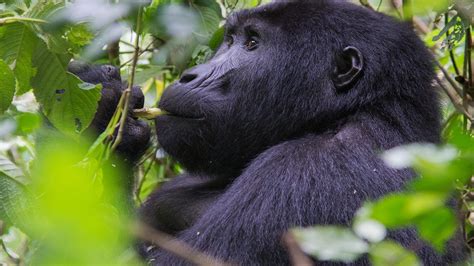 4 Days Uganda Mgahinga Gorillas Golden Monkey Trekking Safari