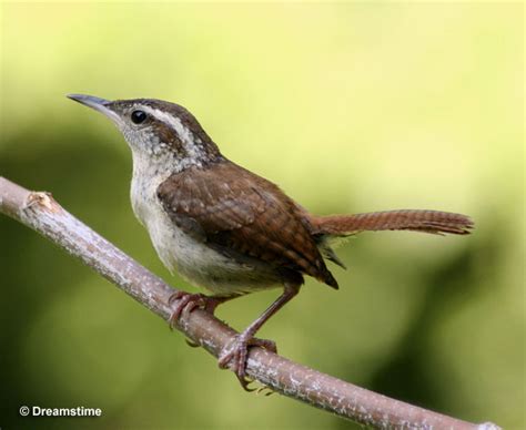 South Carolina State Bird - Get To Know The Carolina Wren