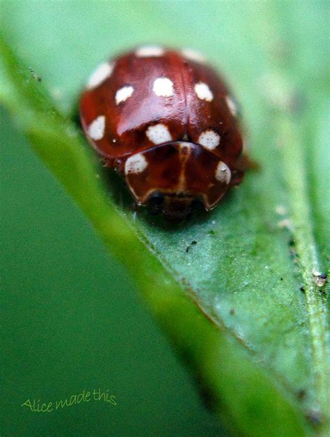 17 Best images about LADYBUG LOVE on Pinterest | Hunt's, Whitefly and A ...