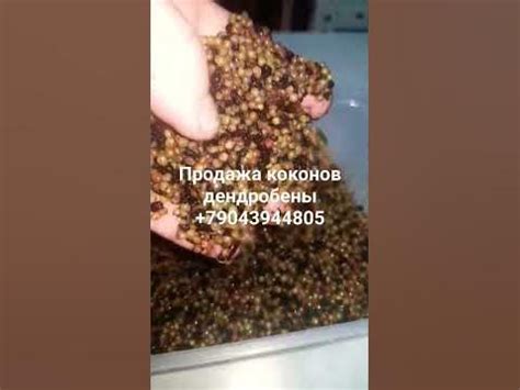 коконы дендробены - YouTube