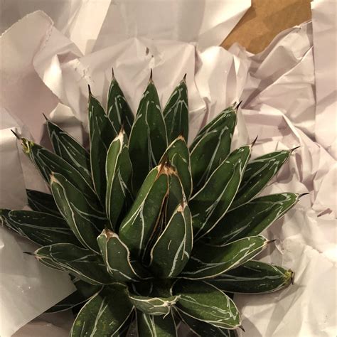 Why Are There Brown Spots On My Queen Victoria Agave Leaves