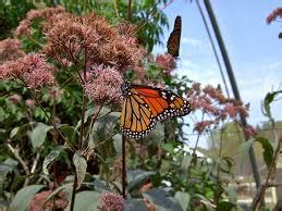 Butterfly Garden at Museum of Science (Tips, Reviews, Local Guide)