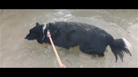 Milli The Border Collie Beach Run On Lead To Her Favourite Puddle At