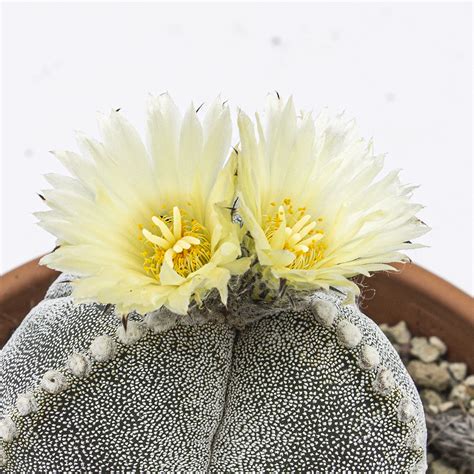 Astrophytum Myriostigma Kakteen Gautschi