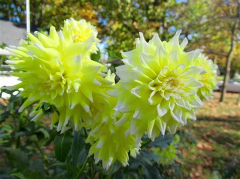 Dahlia Lemon Meringue In The Dahlias Database