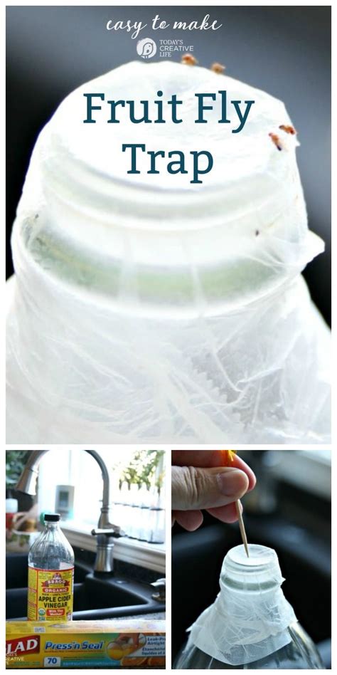 diy fruit fly trap white vinegar - Mechelle Layton