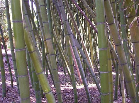 Bamboo Forest