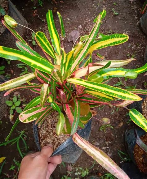 25 Croton Varieties With Name And Facts Plants Craze