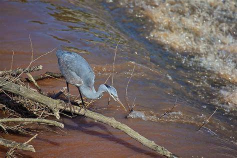 Heron Watching For Fish Dee Chester Alan Ward Wirral Flickr