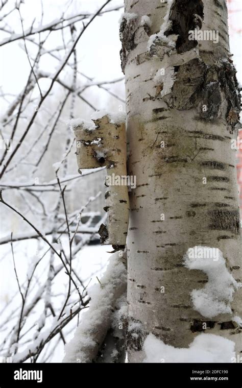 Détails de l écorce de bouleau en hiver Russie Photo Stock Alamy