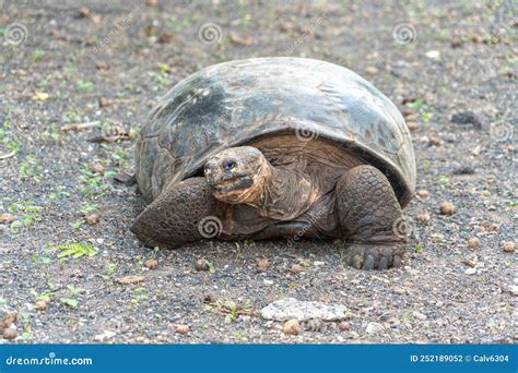 Tortugas Gigantes De Gal Pagos En Una Estaci N De Cr A Para La