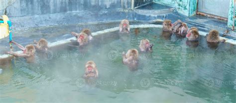 Monkey Soaking In Hot Spring Hakodate Tropical Botanical Garden With Snow In Winter Season