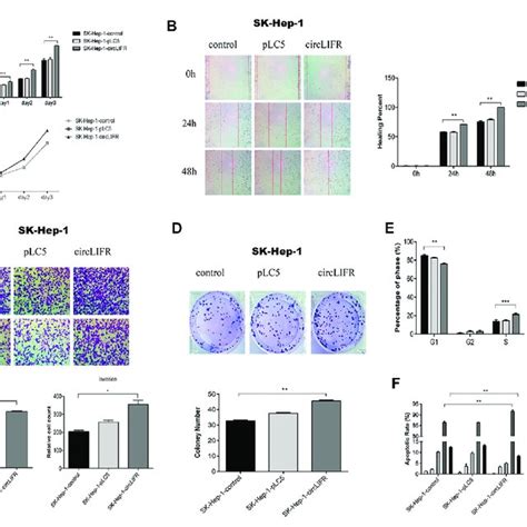 Circlifr Promotes Proliferation Migration And Invasion In Sk Hep 1