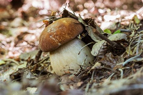 Boletus Edulis Hongo Comestible En El Bosque Fondo Natural