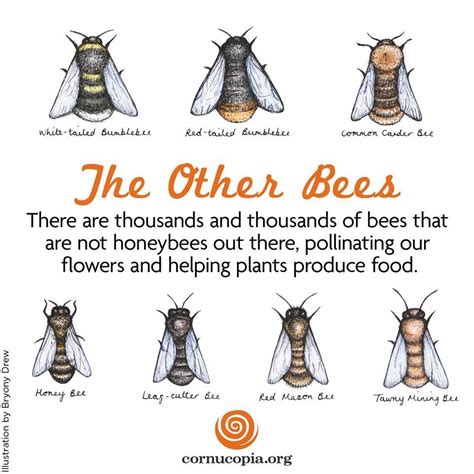 There Are Thousands And Thousands Of Bees That Are Not Honeybees Out