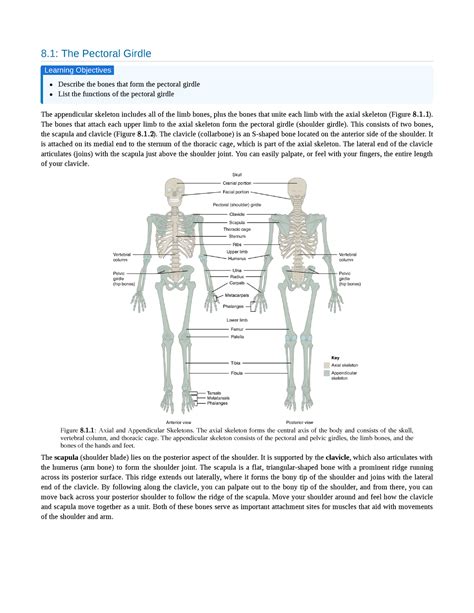 81 The Pectoral Girdle 8 The Pectoral Girdle Describe The Bones That Form The Pectoral