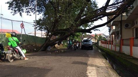 Pohon Akasia Berusia Puluhan Tahun Tumbang Dan Timpa Atap Kantor Dinkes