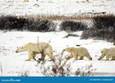 Polar Bear Family stock image. Image of carnivore, mother - 12647201