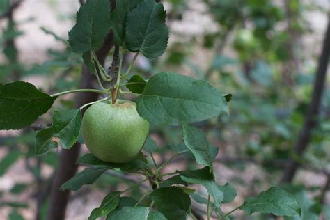 Fotos Gratis Rbol Fruta Hoja Flor Comida Verde Produce