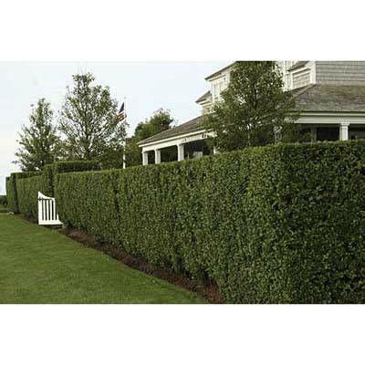 FASTEST GROWING HEDGE ***** LIGUSTRUM TEXANUM PLANTS | Privacy ...