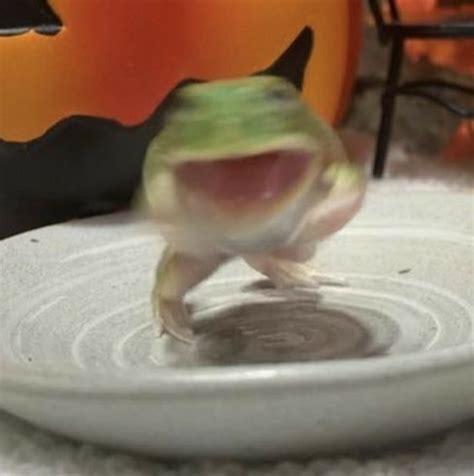 агрессивная лягушка | Frog pictures, Funny animals, Frog
