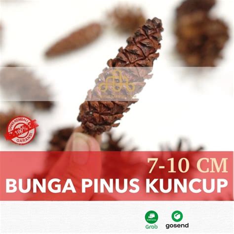 Jual Dekorasi Mahar Buah Pinus Kering Kuncup Bunga Pinus Cemara