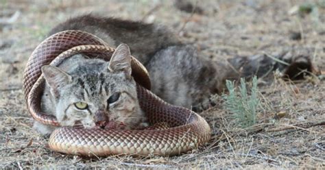 Cat vs Snake Fight Comparison || Who Will Win? || Wild fighting.