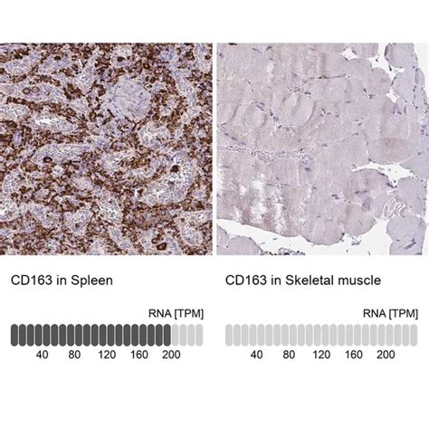 Anti Cd Antibody Produced In Rabbit