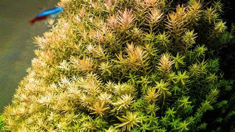 Make Rotala Bushy! - YouTube