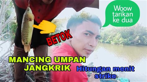 Mancing Betok Umpan Jangkrik Youtube