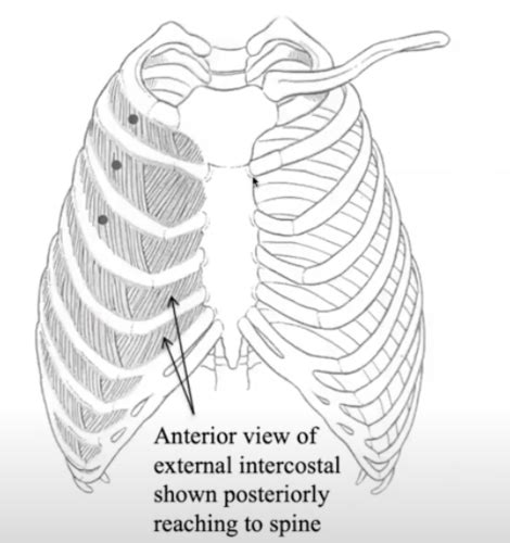 Muscles Of The Thoracic Wall And Respiration Flashcards Quizlet