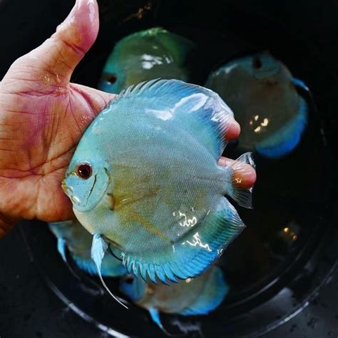 High Bodied Blue Diamond Discus With Deep Blue Gene