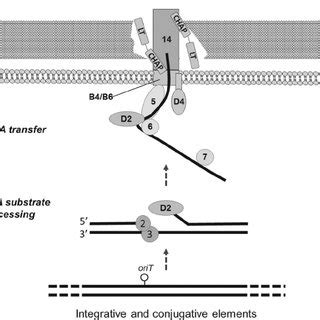 Comparative Genomic Analysis Of B Bifidum Mimbb With Other Complete