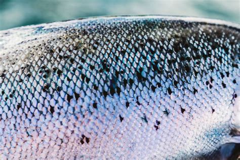 Managing Sea Lice In Salmon Farming Scottish Sea Farms