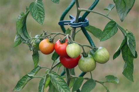 La guía definitiva sobre la cosecha del tomate consejos y mejores