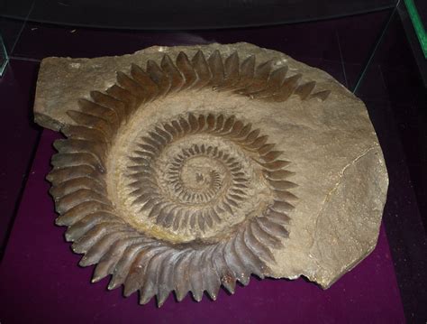 #helicoprion on Tumblr